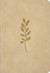 NLT Premium Value Compact Bible, Filament-Enabled, Ivory Vine